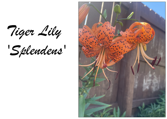 /img/tiger-lily-splendens.jpg