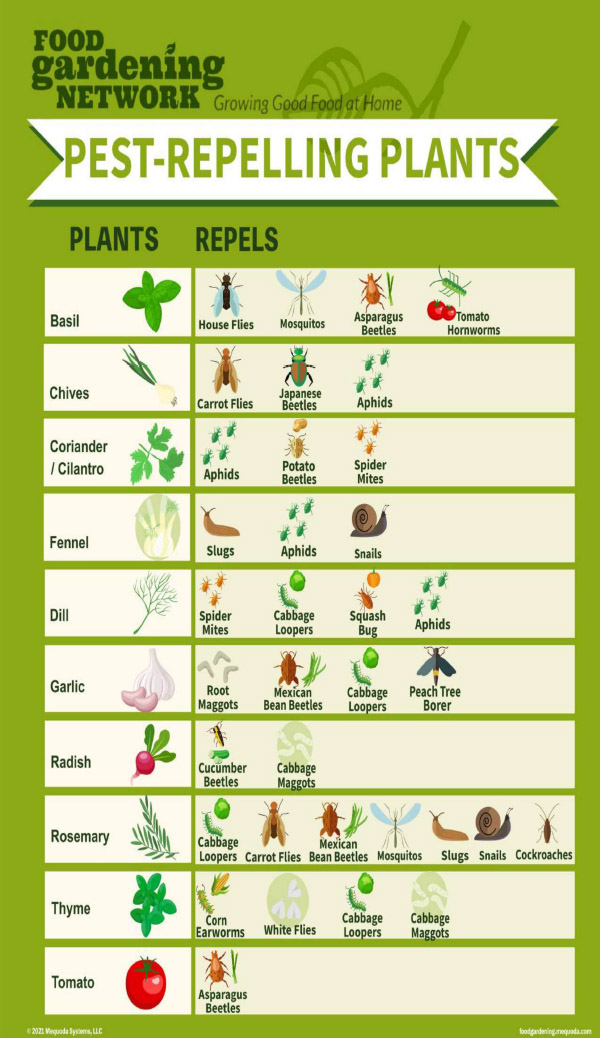 Plants-for-Bug-Control.pdf Seed Germination Temperature Chart