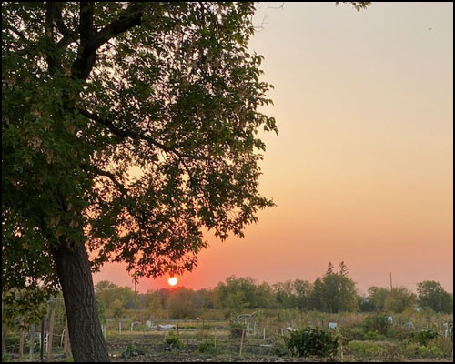 SJHS Garden Plot at sunset